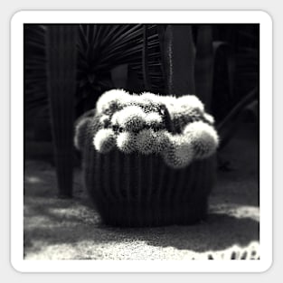 Cactus Sticker